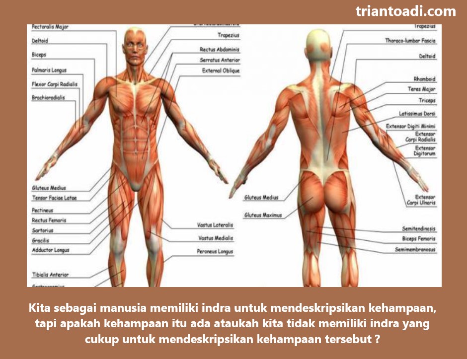 Gambar anatomi tubuh