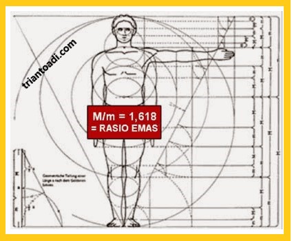 Fibonacci ratio